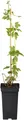Produktbild: Humulus lupulus Wilder Hopfen 40-60 cm – Winterhart, Mehrjährig, Pflegeleicht – Hopfen – Kletterpflanze für Pergola & Rankhilfe