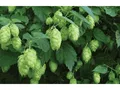 Produktbild: Hopfen 2 L Eckcontainer
