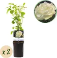 Produktbild: GreenboutiQ - Kletterrose - Rosa White Climber - Blüte Weiß - Wenig Pflege - 2 Pflanzen - Topf 11cm Höhe 40cm