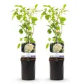 Produktbild: GreenboutiQ - Kletterrose - Rosa White Climber - Blüte Weiß - Wenig Pflege - 2 Pflanzen - Topf 11cm Höhe 40cm