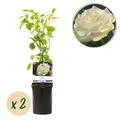 Produktbild: Kletterrose - Rosa White Climber - Blüte Weiß - Wenig Pflege - 2 Pflanzen - Top