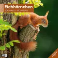 Produktbild: Eichhörnchen Broschürenkalender 2026 - 30x30 - Art12 | Niedlicher Tier-Kalender im schlanken Hochformat (aufgeklappt 30x60 cm) | Eintrage-Kalendarium