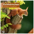 Produktbild: Eichhörnchen Broschürenkalender 2026 - 30x30 - Art12