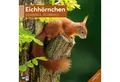 Produktbild: Ackermann Wandkalender Eichhörnchen Broschürenkalender 2026 - 30x30 - Art12