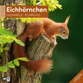 Produktbild: Eichhörnchen Broschürenkalender 2026 - 30x30 - Art12 Ackermann Kunstverlag GmbH