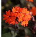 Produktbild: Orangerote Lichtnelke Vesuvius - Lychnis arkwrightii