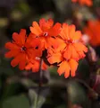 Produktbild: Orangerote Lichtnelke Vesuvius - Lychnis arkwrightii