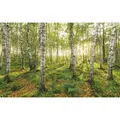 Produktbild: Komar Vliestapete, Bäume, 400x250 cm, FSC Mix, Tapeten & Wandverkleidungen, Vliestapeten