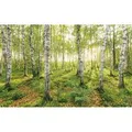 Produktbild: Komar Fototapete Vlies Birch Trees  400 x 250 cm