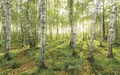 Produktbild: Vlies-Fototapete KOMAR, STEFAN HEFELE BIRCH TREES, 4 Teile, BxH 400 x 250 cm
