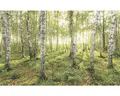 Produktbild: Fototapete Vlies SH043-VD4 Stefan Hefele Ed 1 Birch Trees 4-tlg. 400 x 250 cm