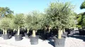 Produktbild: gruenwaren jakubik winterharter XXL Olivenbaum Premiumqualität 50 Jahre, extra dicke Stämme, winterhart
