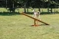 Produktbild: TRIXIE Agility-Wippe Fun Agility Wippe - diverse - 300 × 54 × 34 cm