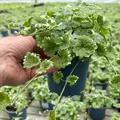 Produktbild: Weißbunter Gundermann 'Variegata', grün-weiß, Topf-Ø 12 cm, 6 Pflanzen