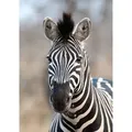Produktbild: Rasch Digitaldruck African Queen III Zebra Schwarz-Weiß 3,00 x 2,12 m