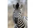 Produktbild: Fototapete Vlies 363623 African Queen III natur schwarz 4-tlg. 212 x 300 cm