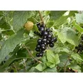 Produktbild: Ribes Nigrum Titania Schwarze Johannisbeere 60 Cm Stammhöhe
