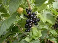 Produktbild: Pflanzen für Dich Obstpflanze Ribes nigrum Titania, 1 St., Schwarze Johannisbeere, Titania-Johannisbeere, schwarzfrüchtig, vitaminreich