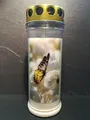 Produktbild: 12x JEKA 7 Tage Motiv Grabkerze Schmetterling |Grablicht, Öllicht, Grabschmuck