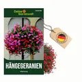 Produktbild: Hängegeranien Mischung Samen - Pelargonium peltatum - Geraniensamen - Blumensamen - Saatgut für 20 Pflanzen Geranien