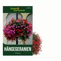 Produktbild: Hängegeranien Mischung Samen - Pelargonium peltatum - Petuniensamen Blumensamen