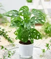 Produktbild: BALDUR Garten Zimmerpflanze Monstera 'Monkey Leaf®', 1 St., Zimmerpflanze, schnell wachsend, pflegeleicht