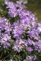 Produktbild: Rhododendron impeditum 'Blaue Mauritius', Zwerg-Rhododendron, blau, 25–30 cm