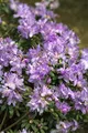 Produktbild: Rhododendron impeditum 'Blaue Mauritius' 25–30 cm – Winterhart, Immergrün, Mehrjährig – Zwerg-Rhododendron – Kübelpflanze für Terrasse & Balkon