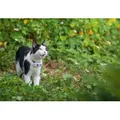 Produktbild: GPS Tracker Katze