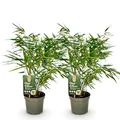 Produktbild: Exotenherz Bambus - Fargesia rufa - Grün - 2er Set 17cm Topf Höhe 60cm