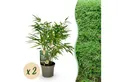 Produktbild: Exotenherz Bambus Exotenherz Bambus - Fargesia rufa - Grün - 2er Set 17cm Topf Höhe 60cm