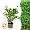 Produktbild: Exotenherz Bambus - Fargesia rufa - Grün - 2er Set 17cm Topf Höhe 60cm