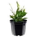 Produktbild: Garronda Blumentopf Kunststoff Pflanztopf rund Kräutertopf Anzuchttöpfe Blumentopf Schwarz für Innen und Aussen 29cm GD-0025 (Schwarz, ⌀ 29cm H 22cm)