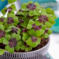 Produktbild: Oxalis Iron Cross Kollektion - 50 Pflanzen/Zwiebeln - Stauden Winterhart Mehrjährig - Große Glücksklee Pflanzen für Garten - Blumenzwiebeln aus Holland (kein Samen)