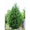 Produktbild: Cupressocyparis leylandii 100-125 cm