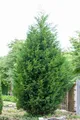 Produktbild: Cupressocyparis leylandii, Leyland-Zypresse, immergrün, 100–125 cm