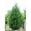 Produktbild: Cupressocyparis Leylandii C 7,5 100-125