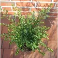 Produktbild: Japanische Stechpalme Tandai 15-20cm - Ilex crenata