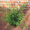 Produktbild: Japanische Stechpalme Tandai 15-20cm - Ilex crenata