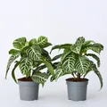 Produktbild: Plant in a Box - Zebrapflanze - 2 Stk - Aphelandra squarrosa 'Botanica' - Höhe 25-45cm - Topf 13cm