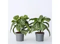 Produktbild: Plant in a Box - Zebrapflanze - 2 Stk - Aphelandra squarrosa 'Botanica' - Höhe 25-45cm - Topf 13cm