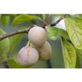 Produktbild: Prunus Domestica Mirabelle Von Nancy Pflaume CAC 150-200cm