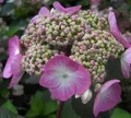 Produktbild: Bauernhortensie Twist n Shout - Gartenhortensie - Hydrangea macrophylla - Endless Summer