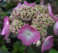 Produktbild: Bauernhortensie Twist n Shout - Gartenhortensie - Hydrangea macrophylla - ...