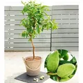 Produktbild: BALDUR Garten 1x Süß-Mandel Nut Me® Almond, Pflanze im 3 Liter-Topf, Mandelbaum, winterhart, mehrjährig, blühend, Prunus dulcis, selbstfruchte...