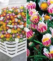 Produktbild: BALDUR Garten 7er Blühende-Bodendecker-Kollektion, Pflanzen im 9x9 cm-Topf, 5 Pflanzen Eisblumen Delosperma congestum & 2 Pflanzen Ringkörbchen Anacyclus depressus, winterharte Stauden, blühend