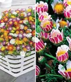 Produktbild: BALDUR Garten Bodendecker Blühende-Bodendecker-Kollektion, 8 St., Blütenreich, genügsam, winterhart, mehrjährig, pflegeleicht