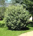 Produktbild: Wintergrüne Ölweide Compacta 80-100cm - Elaeagnus ebbingei