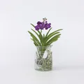Produktbild: Plant in a Box - Vanda-Orchidee - Vanda 'Blue' - Höhe 40-50cm - Topf 14cm