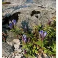 Produktbild: Kreuzenzian - Gentiana cruciata